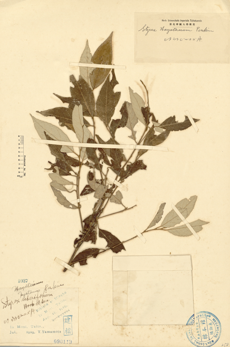 中文種名:紅皮學名:Styrax hayataianum Perkins俗名:紅皮俗名（英文）:紅皮