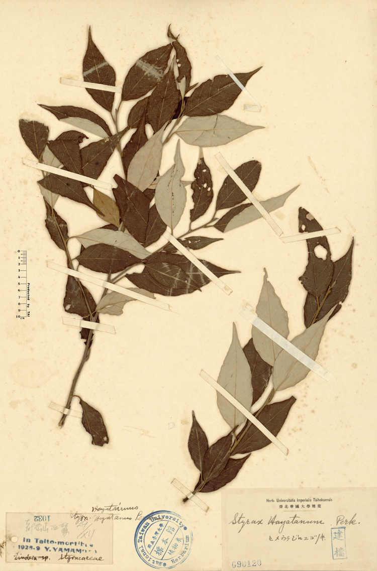 中文種名:紅皮學名:Styrax hayataianum Perkins俗名:紅皮俗名（英文）:紅皮