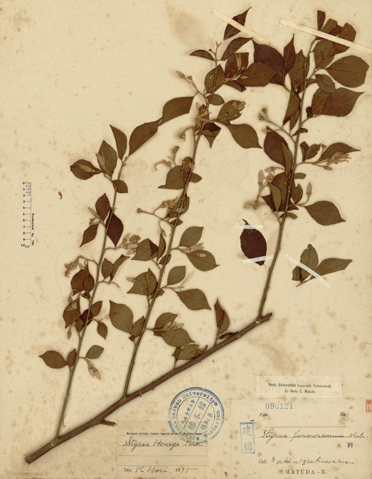 中文種名:烏皮九芎學名:Styrax formosana Matsum.俗名:烏皮九芎俗名（英文）:烏皮九芎