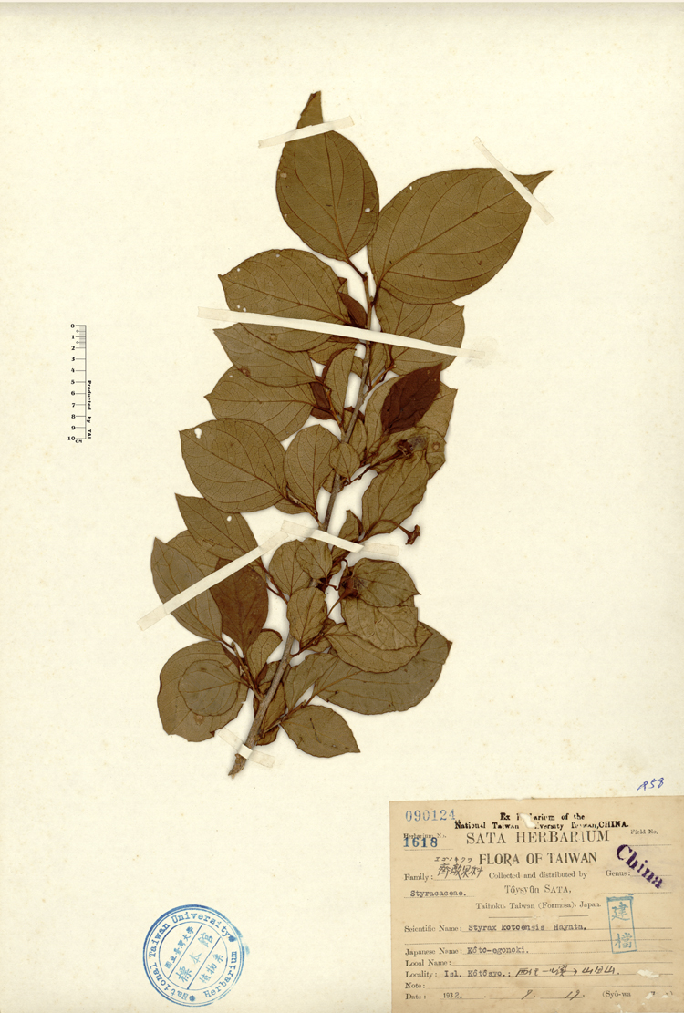 中文種名:蘭嶼野茉莉學名:Styrax kotoensis Hayata俗名:蘭嶼野茉莉俗名（英文）:蘭嶼野茉莉