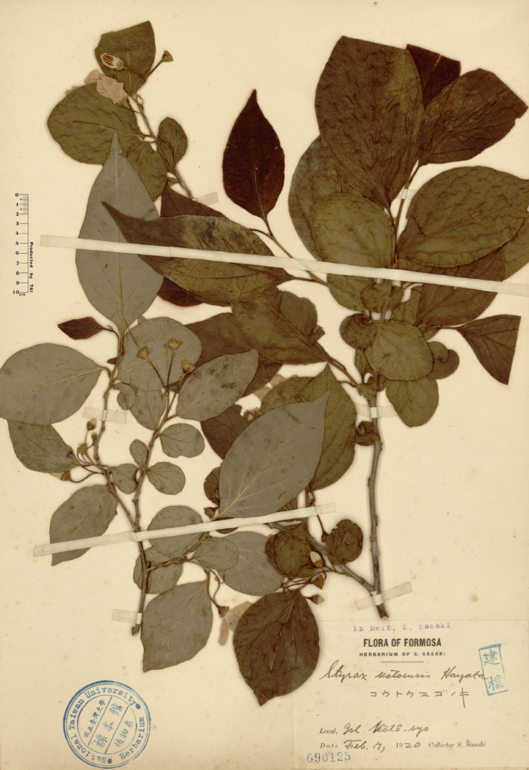 中文種名:蘭嶼野茉莉學名:Styrax kotoensis Hayata俗名:蘭嶼野茉莉俗名（英文）:蘭嶼野茉莉