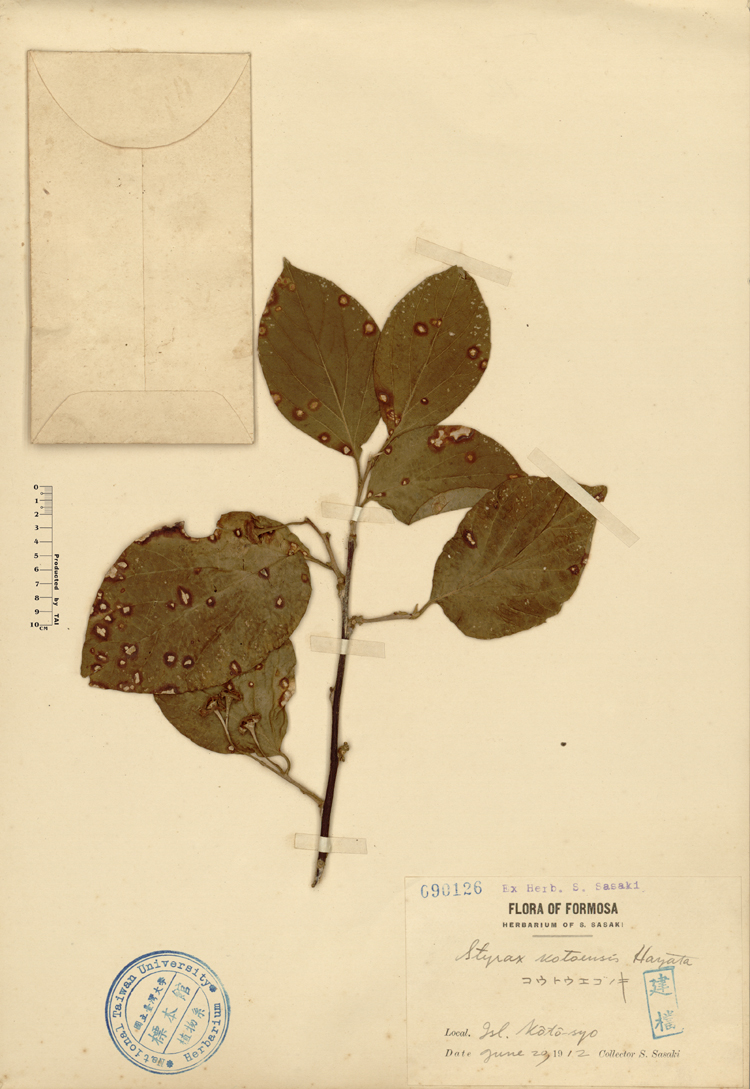 中文種名:蘭嶼野茉莉學名:Styrax kotoensis Hayata俗名:蘭嶼野茉莉俗名（英文）:蘭嶼野茉莉
