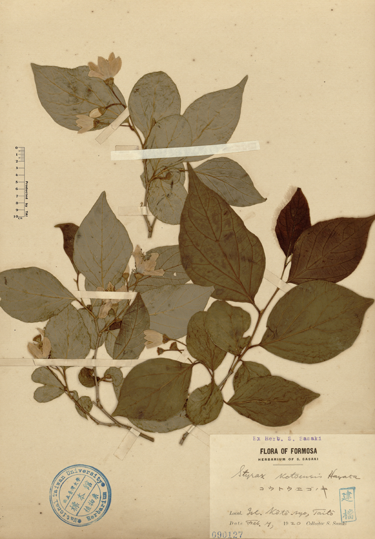 中文種名:蘭嶼野茉莉學名:Styrax kotoensis Hayata俗名:蘭嶼野茉莉俗名（英文）:蘭嶼野茉莉