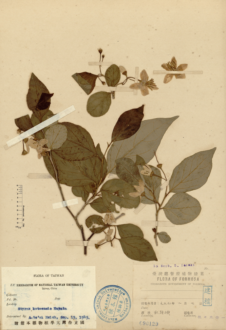 中文種名:蘭嶼野茉莉學名:Styrax kotoensis Hayata俗名:蘭嶼野茉莉俗名（英文）:蘭嶼野茉莉