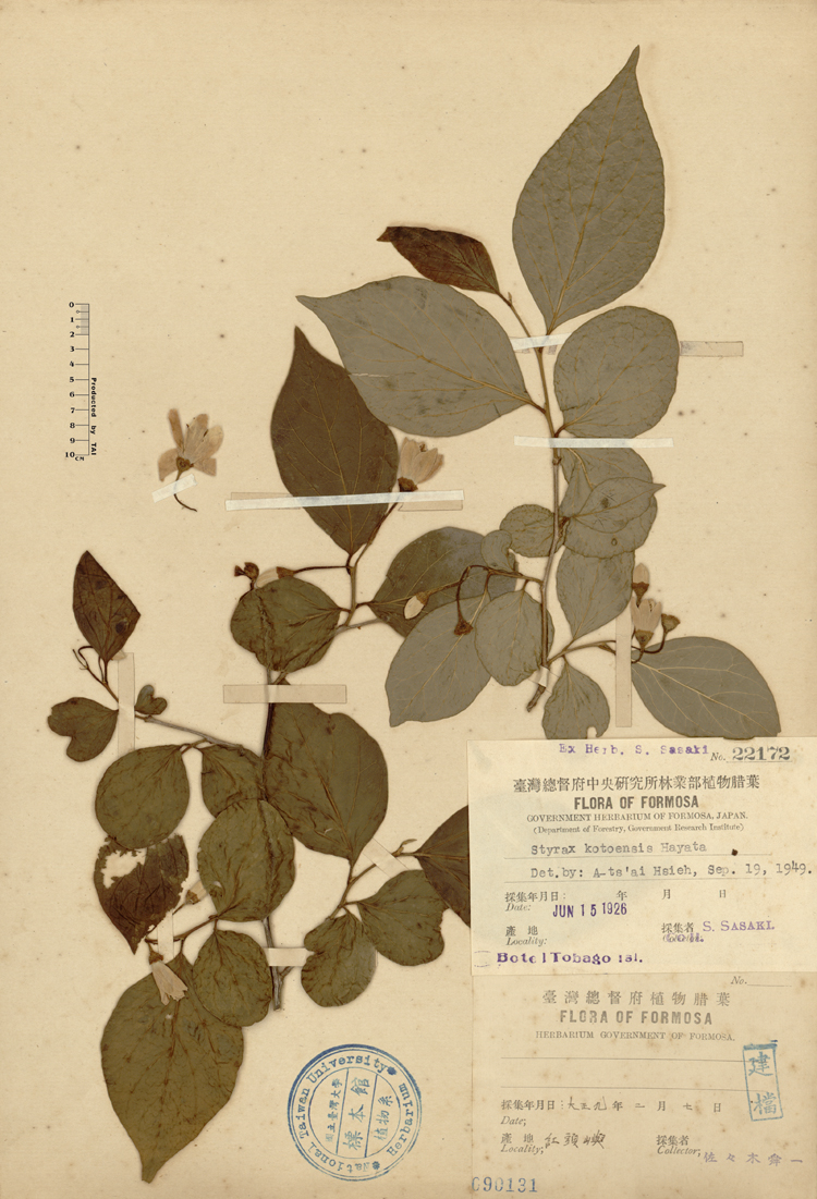 中文種名:蘭嶼野茉莉學名:Styrax kotoensis Hayata俗名:蘭嶼野茉莉俗名（英文）:蘭嶼野茉莉