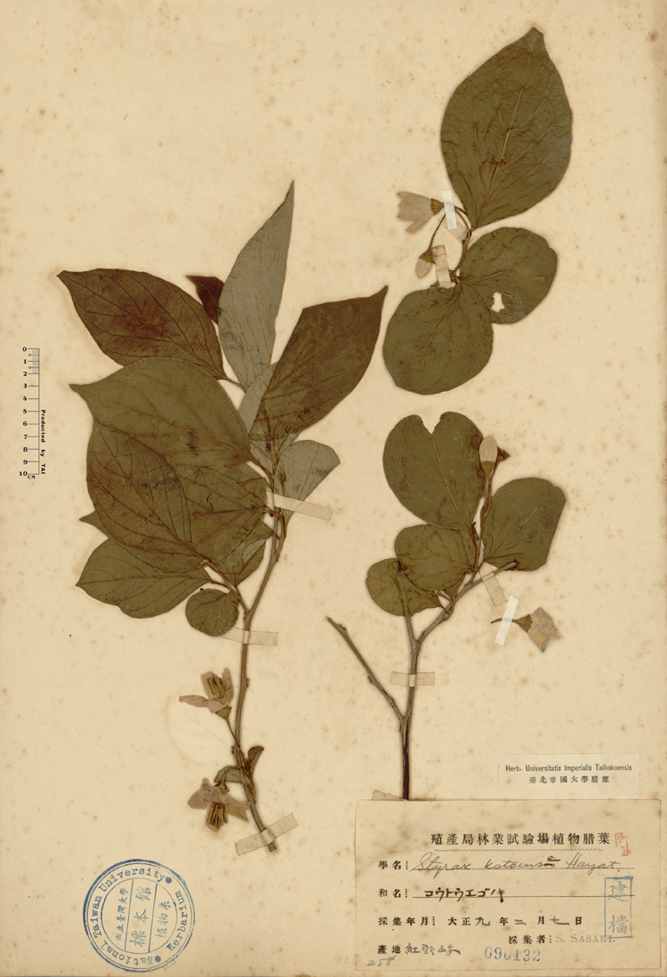 中文種名:蘭嶼野茉莉學名:Styrax kotoensis Hayata俗名:蘭嶼野茉莉俗名（英文）:蘭嶼野茉莉