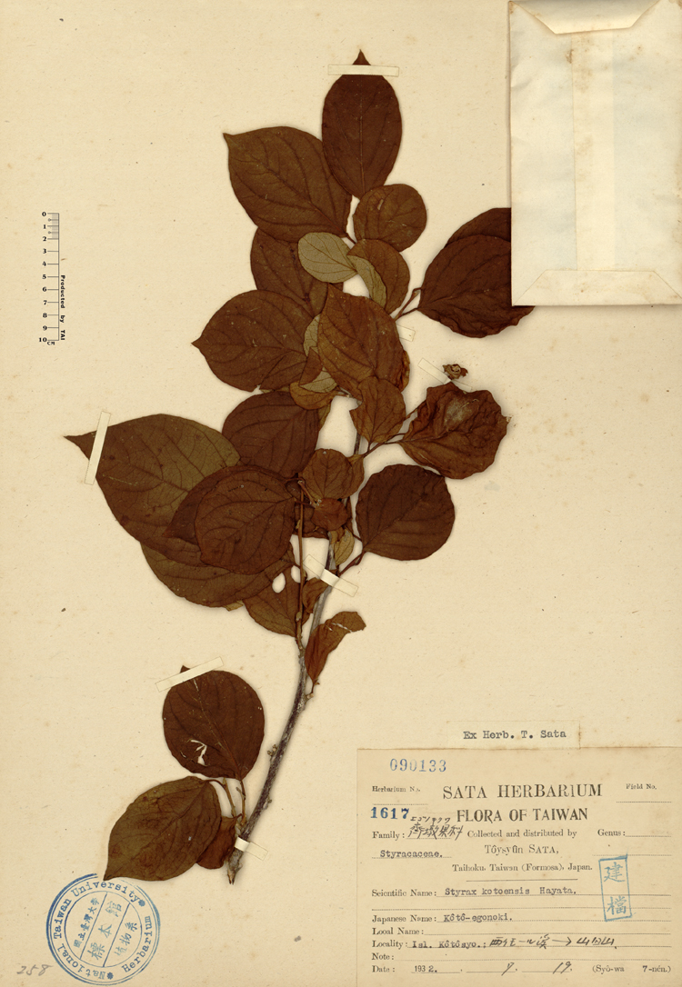 中文種名:蘭嶼野茉莉學名:Styrax kotoensis Hayata俗名:蘭嶼野茉莉俗名（英文）:蘭嶼野茉莉