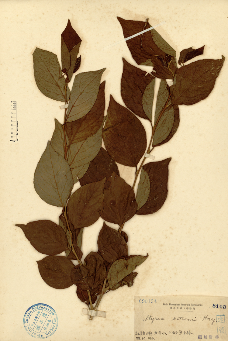 中文種名:蘭嶼野茉莉學名:Styrax kotoensis Hayata俗名:蘭嶼野茉莉俗名（英文）:蘭嶼野茉莉