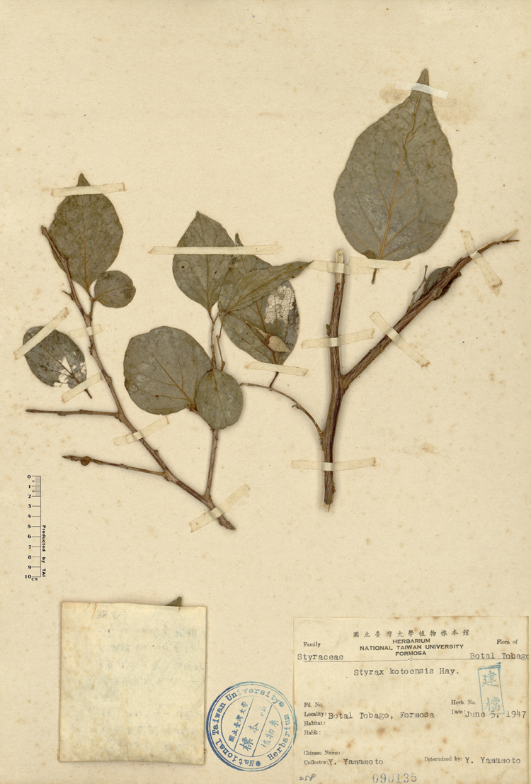 中文種名:蘭嶼野茉莉學名:Styrax kotoensis Hayata俗名:蘭嶼野茉莉俗名（英文）:蘭嶼野茉莉