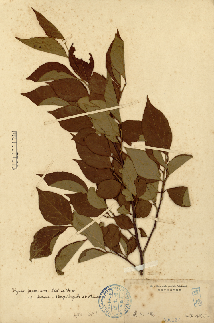 中文種名:蘭嶼野茉莉學名:Styrax japonica Sieb. & Zucc. var. kotoensis (Hayata) Masamune & Suzuki俗名:蘭嶼野茉莉俗名（英文）:蘭嶼野茉莉