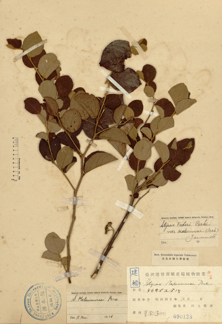 中文種名:台灣野茉莉學名:Styrax matsumuraei Perk.俗名:台灣野茉莉俗名（英文）:台灣野茉莉