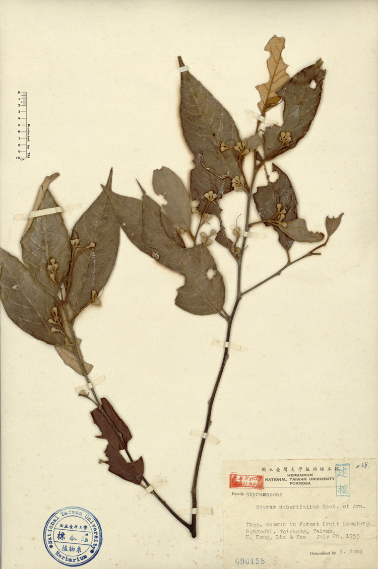 中文種名:紅皮學名:Styrax suberifolius Hook. & Arn.俗名:紅皮俗名（英文）:紅皮