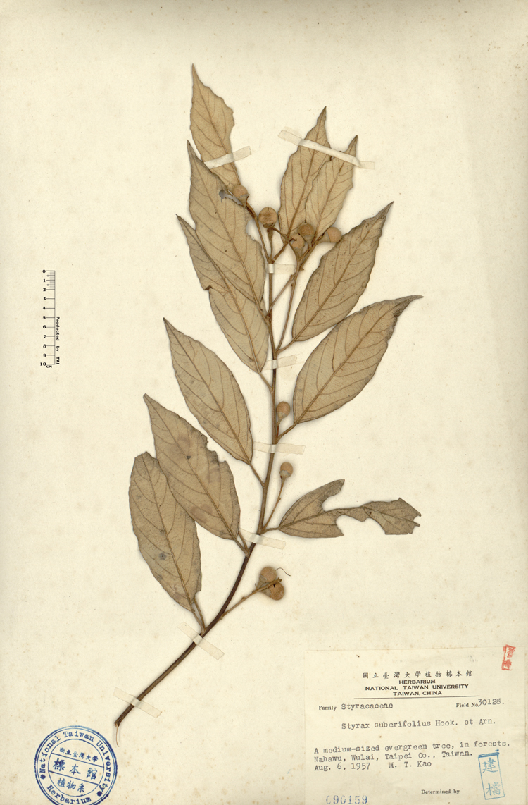 中文種名:紅皮學名:Styrax suberifolius Hook. & Arn.俗名:紅皮俗名（英文）:紅皮