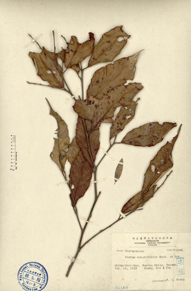 中文種名:紅皮學名:Styrax suberifolius Hook. & Arn.俗名:紅皮俗名（英文）:紅皮