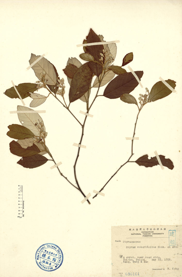 中文種名:紅皮學名:Styrax suberifolius Hook. & Arn.俗名:紅皮俗名（英文）:紅皮