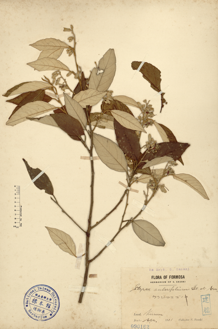 中文種名:紅皮學名:Styrax suberifolium Hook. & Arn.俗名:紅皮俗名（英文）:紅皮