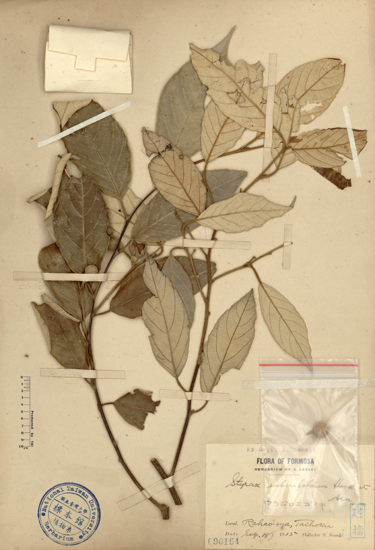 中文種名:紅皮學名:Styrax suberifolium Hook. & Arn.俗名:紅皮俗名（英文）:紅皮
