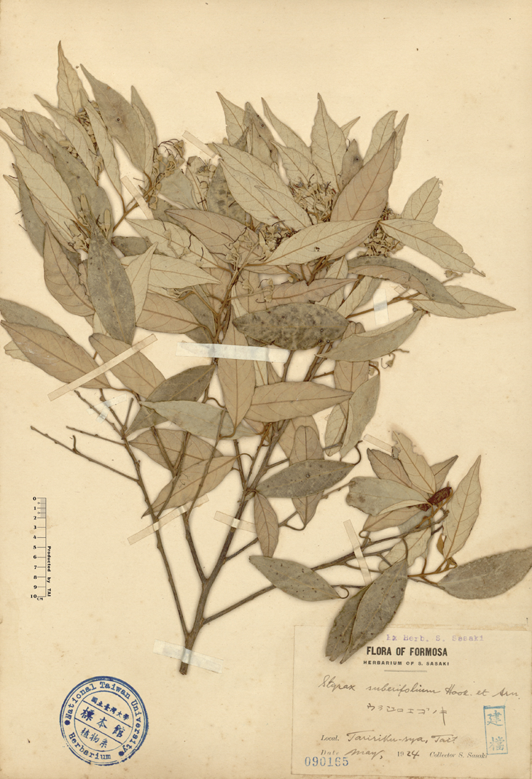 中文種名:紅皮學名:Styrax suberifolium Hook. & Arn.俗名:紅皮俗名（英文）:紅皮