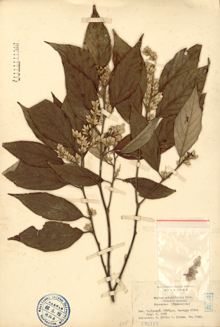 中文種名:紅皮學名:Styrax suberifolius Hook. & Arn.俗名:紅皮俗名（英文）:紅皮