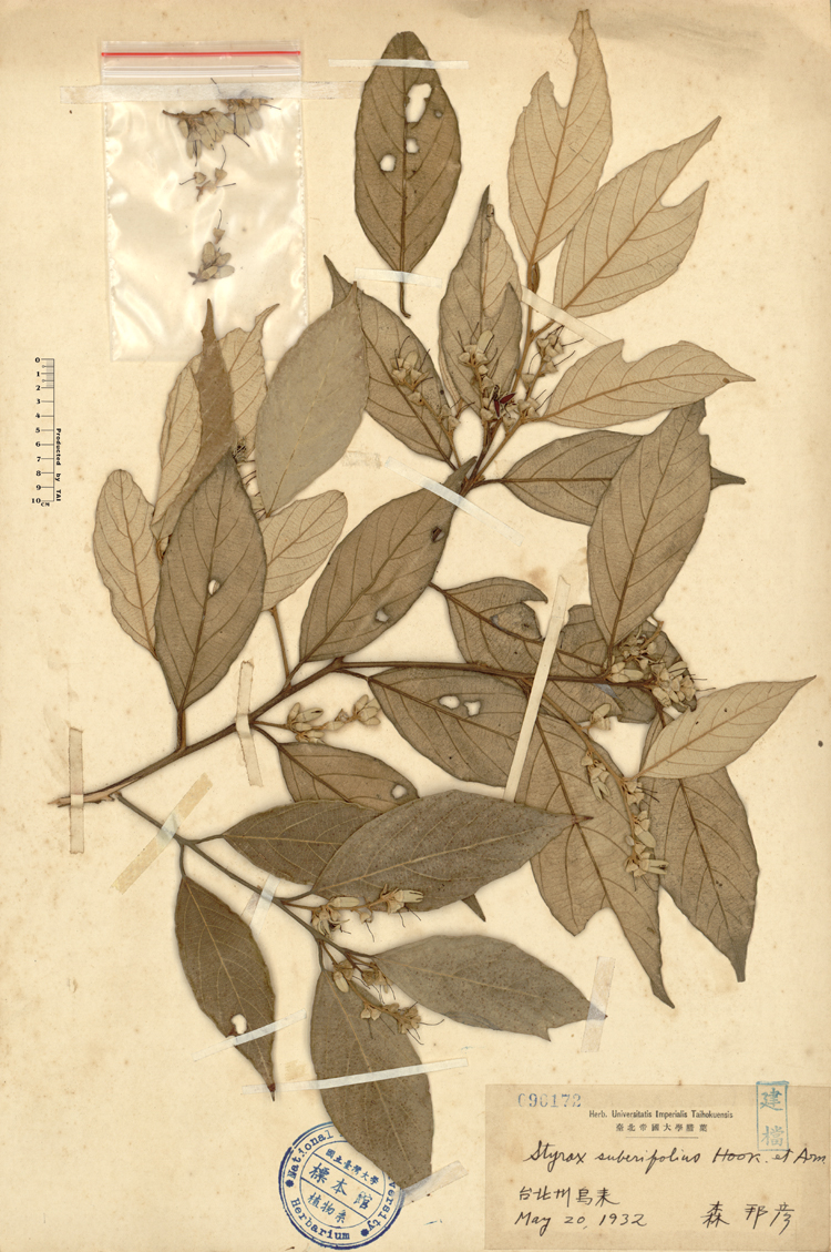 中文種名:紅皮學名:Styrax suberifolius Hook. & Arn.俗名:紅皮俗名（英文）:紅皮