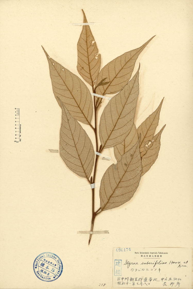中文種名:紅皮學名:Styrax suberifolius Hook. & Arn.俗名:紅皮俗名（英文）:紅皮