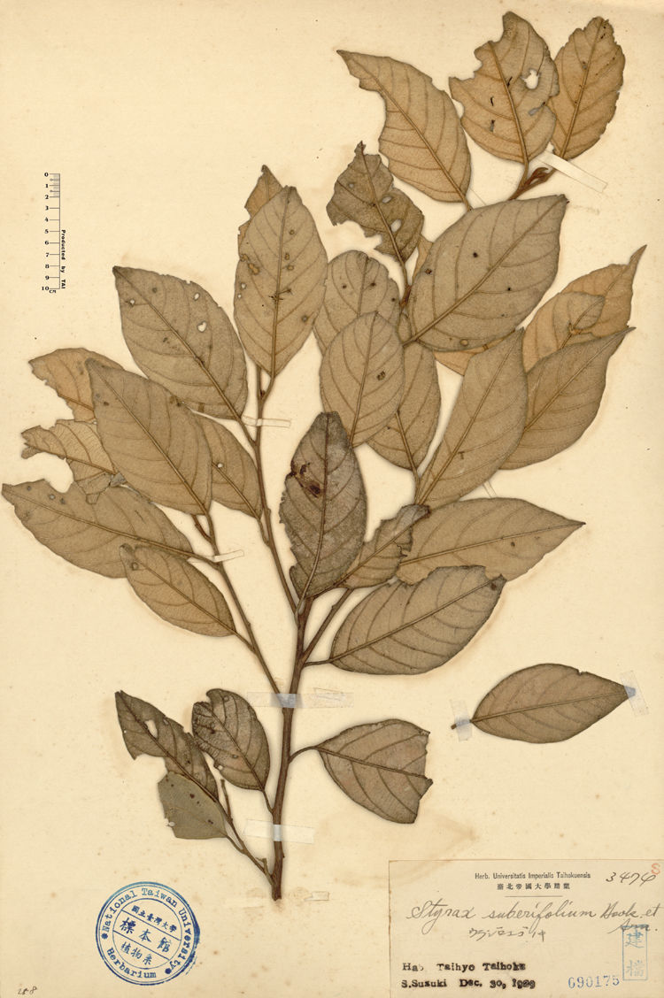 中文種名:紅皮學名:Styrax suberifolium Hook. & Arn.俗名:紅皮俗名（英文）:紅皮