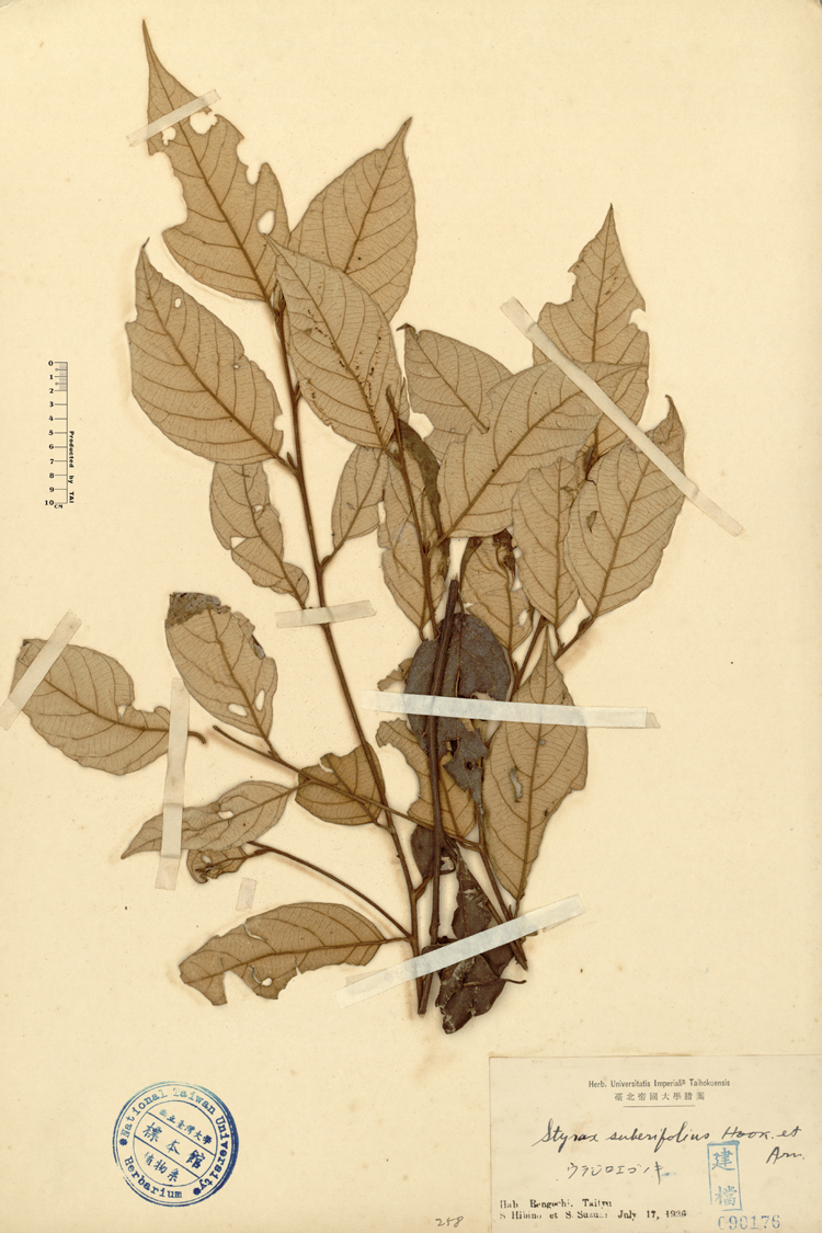 中文種名:紅皮學名:Styrax suberifolius Hook. & Arn.俗名:紅皮俗名（英文）:紅皮
