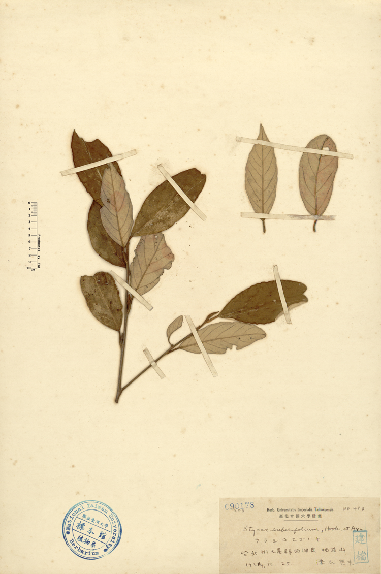 中文種名:紅皮學名:Styrax suberifolium Hook. & Arn.俗名:紅皮俗名（英文）:紅皮