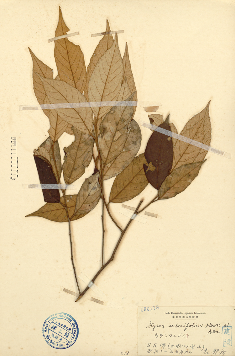 中文種名:紅皮學名:Styrax suberifolia Hook. & Arn.俗名:紅皮俗名（英文）:紅皮