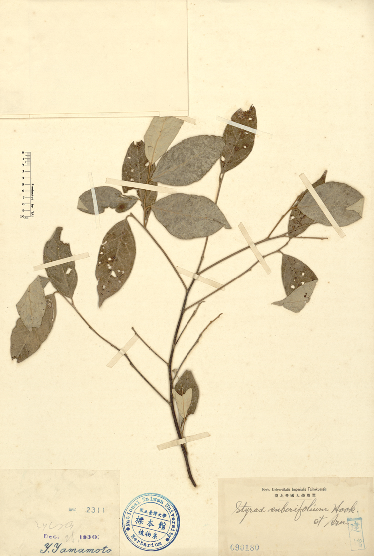 中文種名:紅皮學名:Styrax suberifolium Hook. & Arn.俗名:紅皮俗名（英文）:紅皮