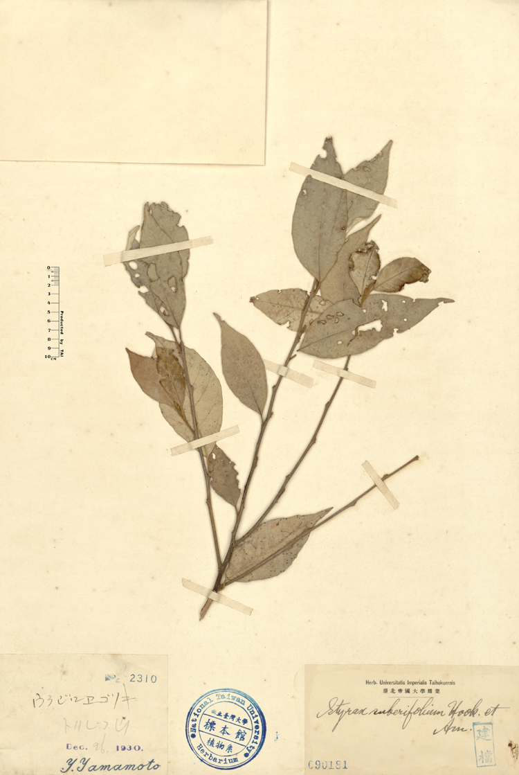 中文種名:紅皮學名:Styrax suberifolium Hook. & Arn.俗名:紅皮俗名（英文）:紅皮