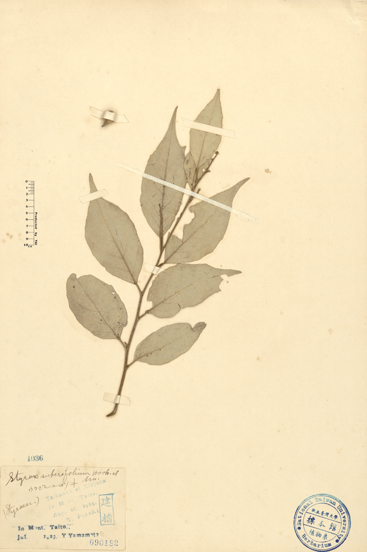中文種名:紅皮學名:Styrax suberifolium Hook. & Arn.俗名:紅皮俗名（英文）:紅皮