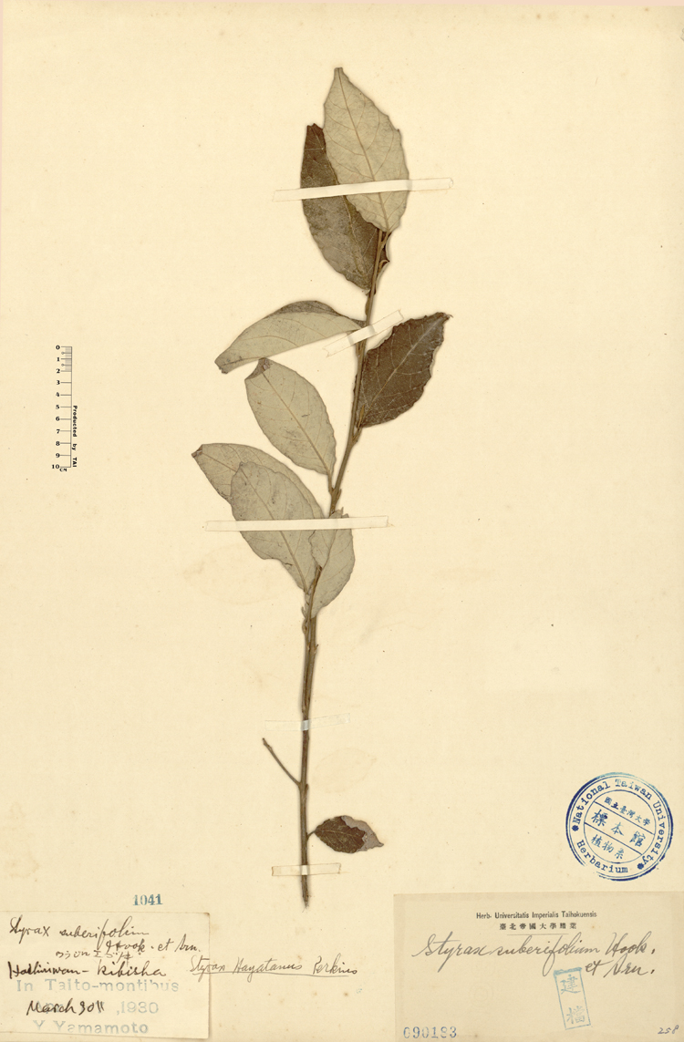 中文種名:紅皮學名:Styrax suberifolium Hook. & Arn.俗名:紅皮俗名（英文）:紅皮