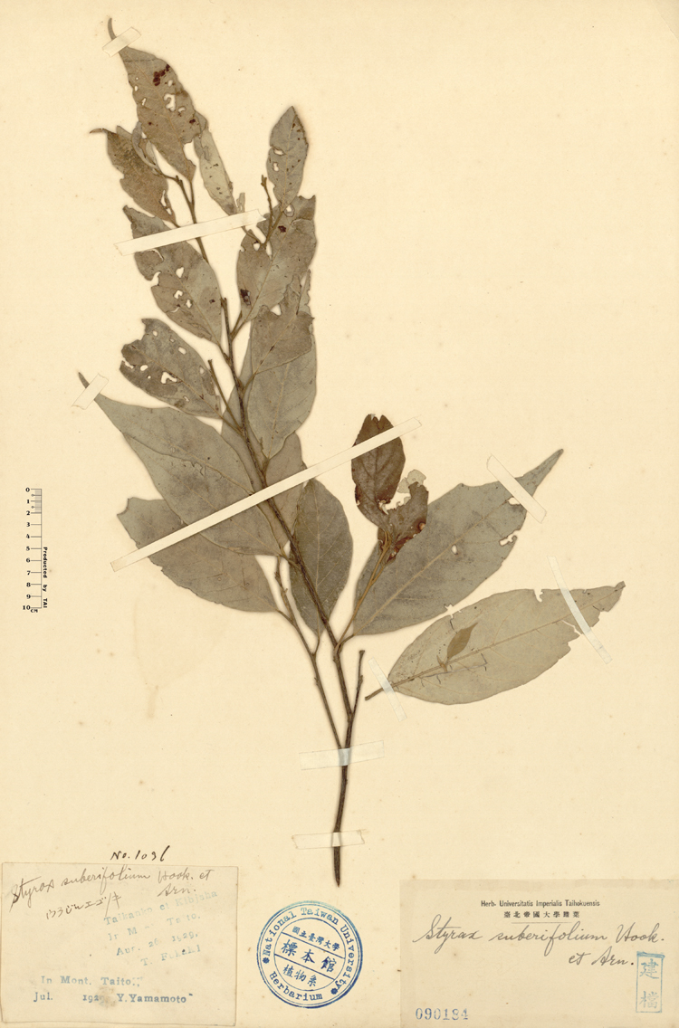 中文種名:紅皮學名:Styrax suberifolium Hook. & Arn.俗名:紅皮俗名（英文）:紅皮
