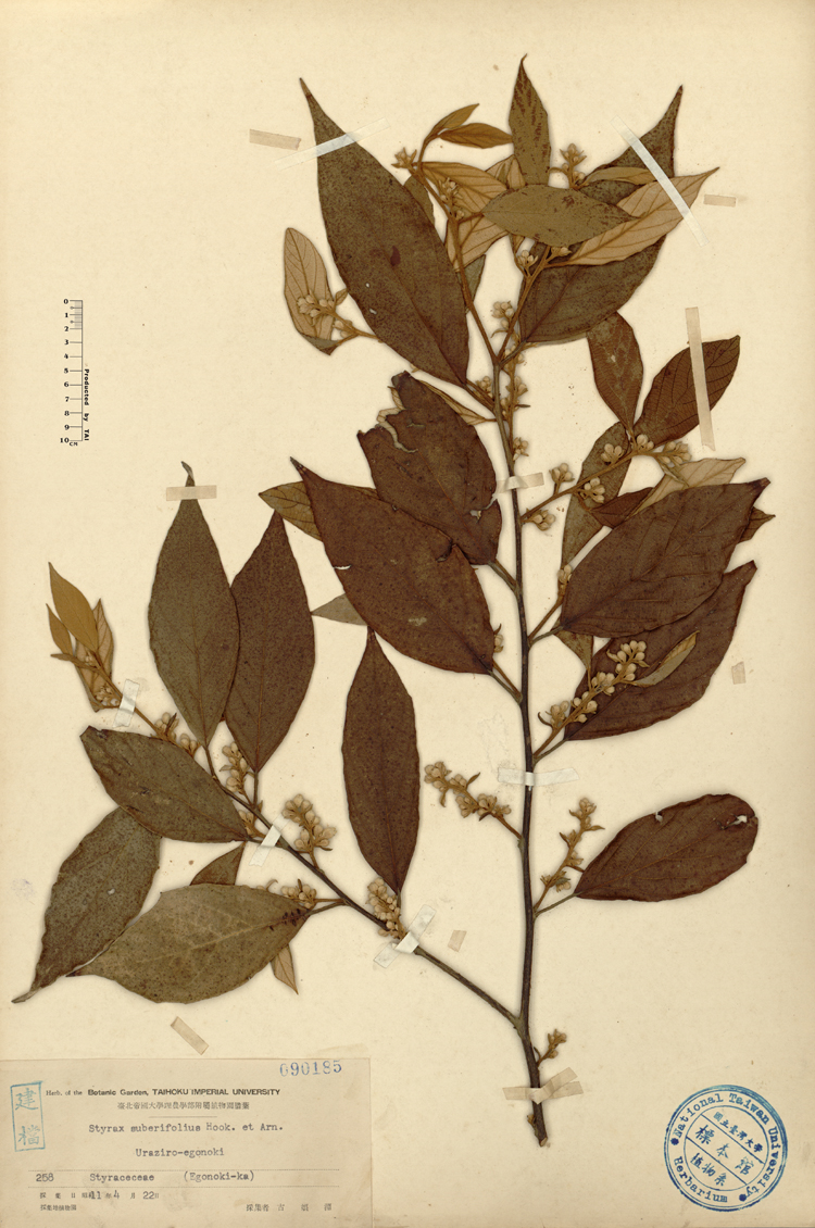 中文種名:紅皮學名:Styrax suberifolius Hook. & Arn.俗名:紅皮俗名（英文）:紅皮