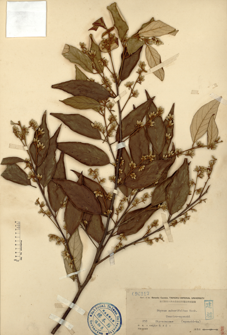 中文種名:紅皮學名:Styrax suberifolius Hook. & Arn.俗名:紅皮俗名（英文）:紅皮
