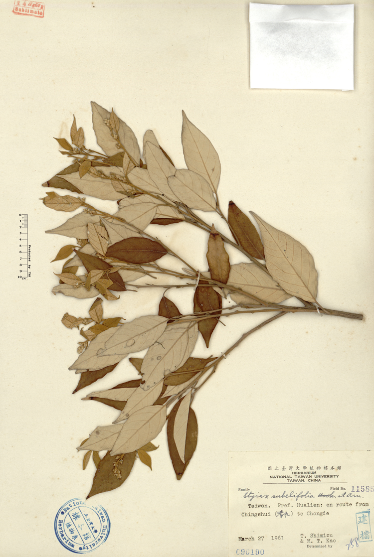 中文種名:紅皮學名:Styrax suberifolia Hook. & Arn.俗名:紅皮俗名（英文）:紅皮
