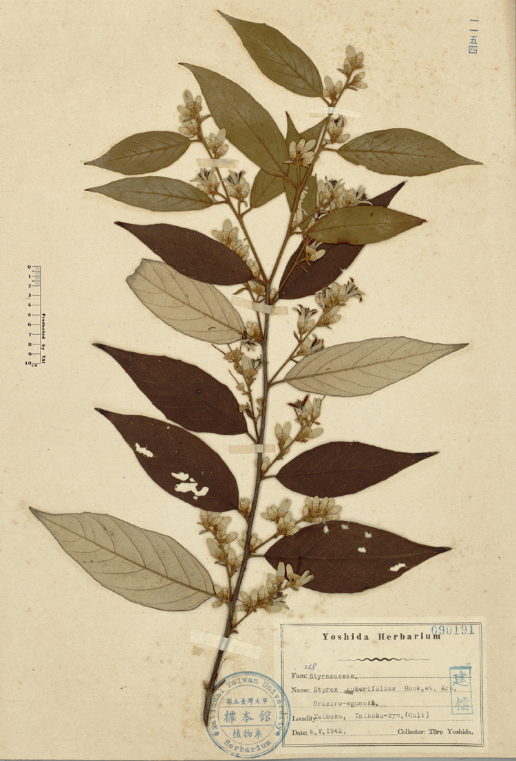 中文種名:紅皮學名:Styrax suberifolius Hook. & Arn.俗名:紅皮俗名（英文）:紅皮