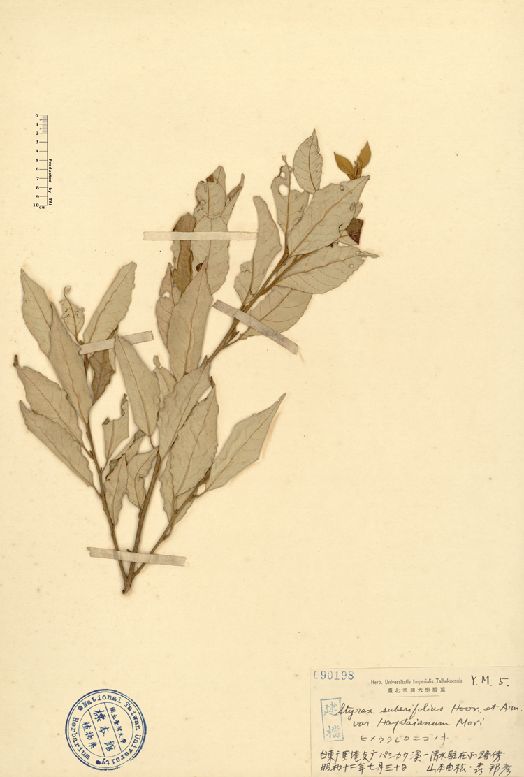 中文種名:紅皮學名:Styrax suberifolius Hook. & Arn. var. hayataianum Mori俗名:紅皮俗名（英文）:紅皮