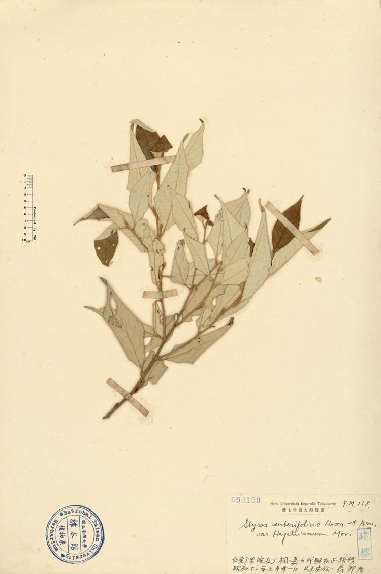 中文種名:紅皮學名:Styrax suberifolius Hook. & Arn. var. hayataianum Mori俗名:紅皮俗名（英文）:紅皮