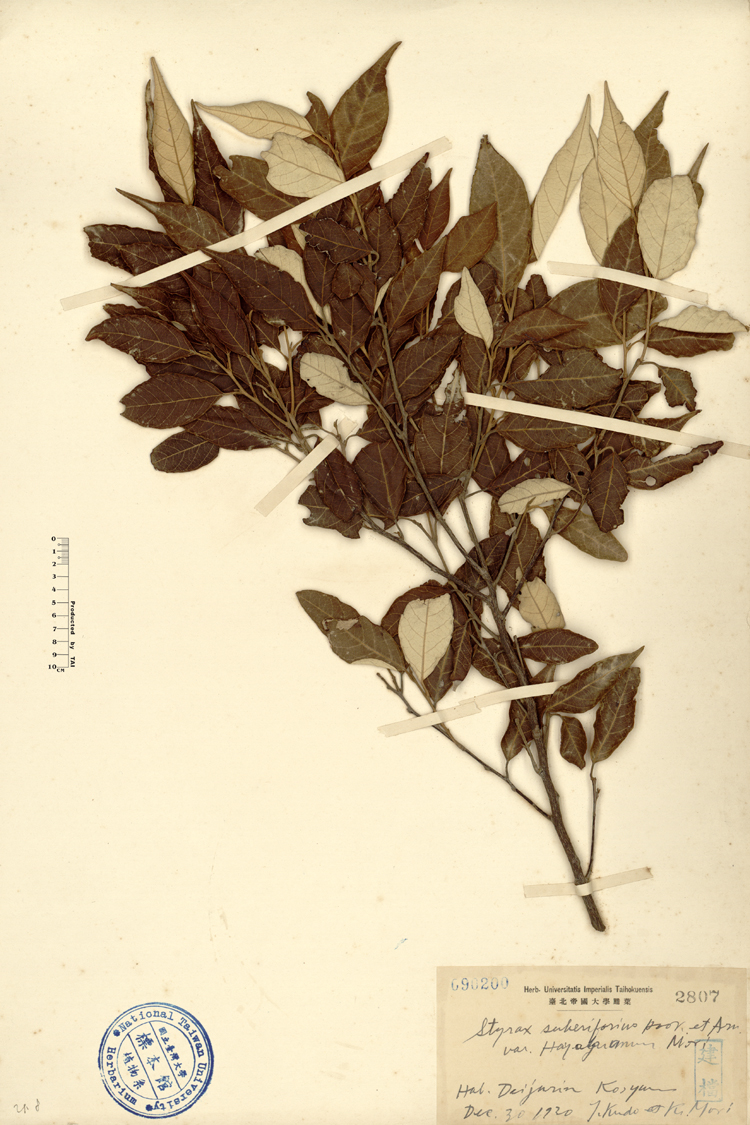 中文種名:紅皮學名:Styrax suberifolius Hook. & Arn. var. hayataianum Mori俗名:紅皮俗名（英文）:紅皮