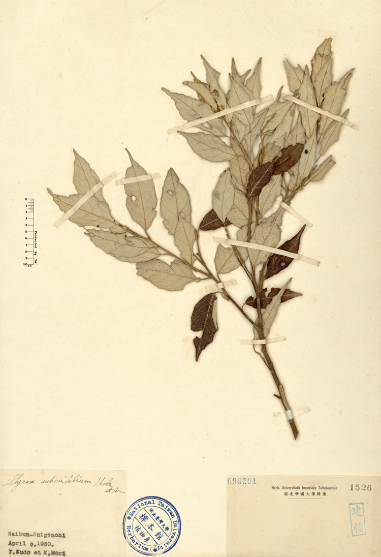 中文種名:紅皮學名:Styrax suberifolium Hook. & Arn.俗名:紅皮俗名（英文）:紅皮