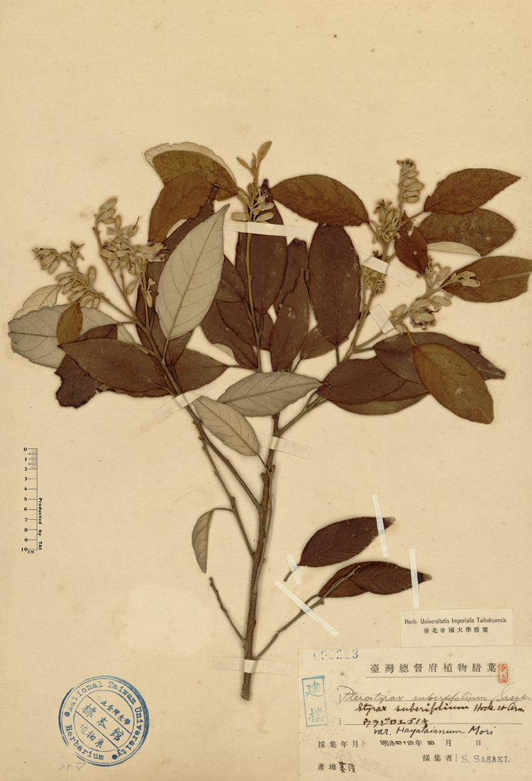 中文種名:紅皮學名:Styrax suberifolium Hook. & Arn.俗名:紅皮俗名（英文）:紅皮