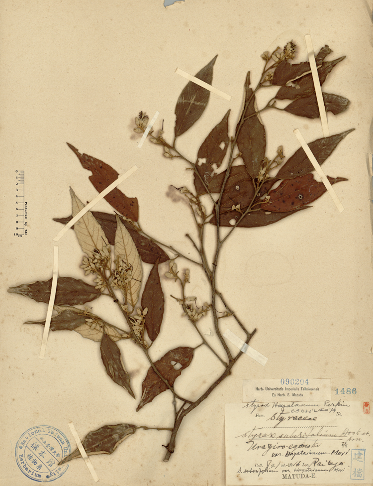 中文種名:紅皮學名:Styrax suberifolium Hook. & Arn. var. hayataianum Mori俗名:紅皮俗名（英文）:紅皮