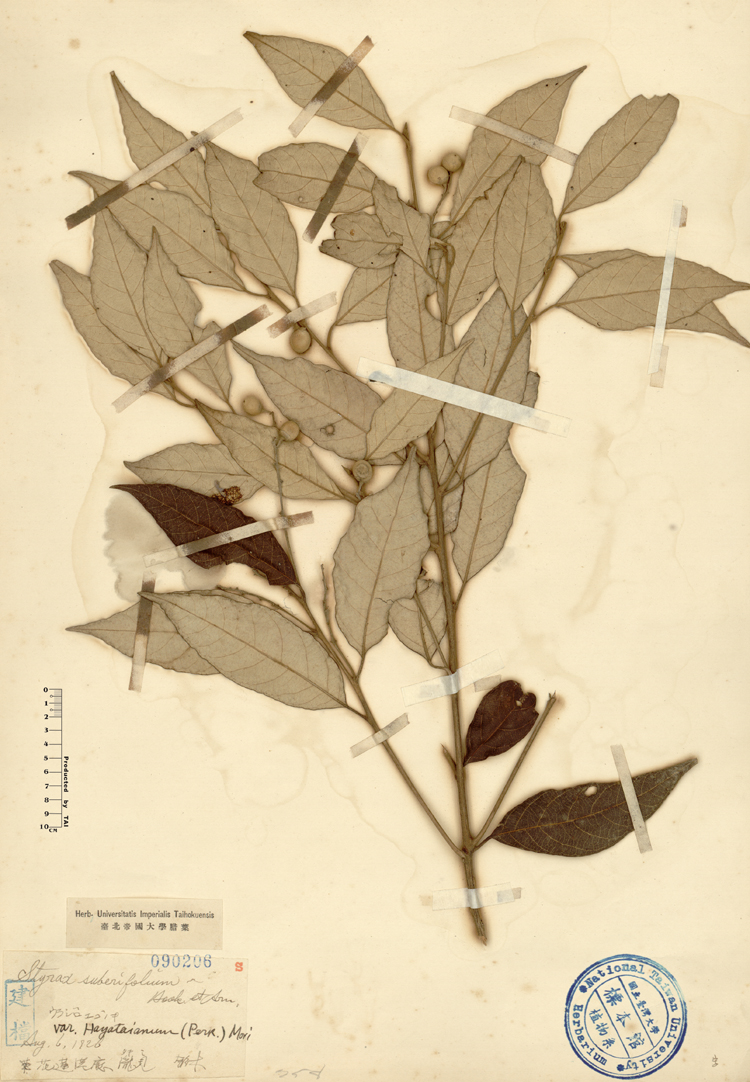 中文種名:紅皮學名:Styrax suberifolium Hook. & Arn. var. hayataianum (Perk.) Mori俗名:紅皮俗名（英文）:紅皮