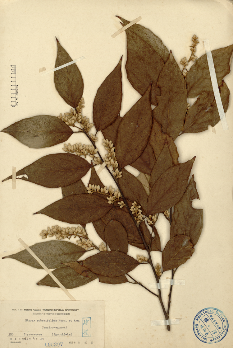 中文種名:紅皮學名:Styrax suberifolius Hook. & Arn.俗名:紅皮俗名（英文）:紅皮