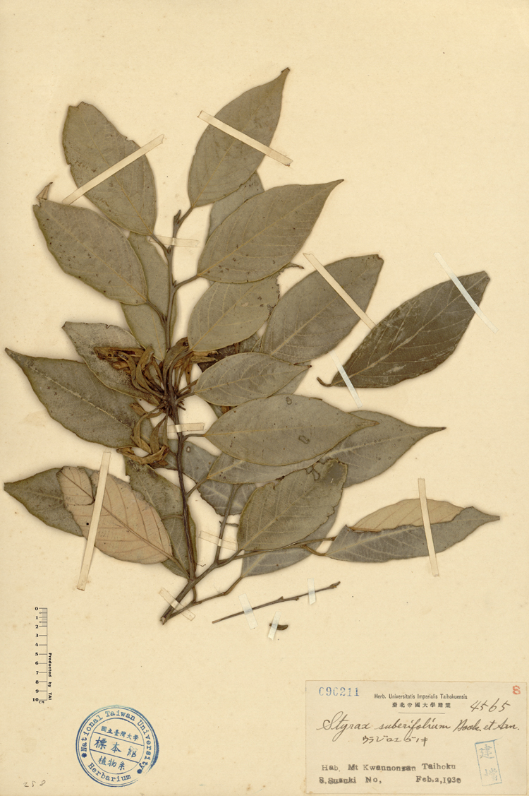 中文種名:紅皮學名:Styrax suberifolium Hook. & Arn.俗名:紅皮俗名（英文）:紅皮