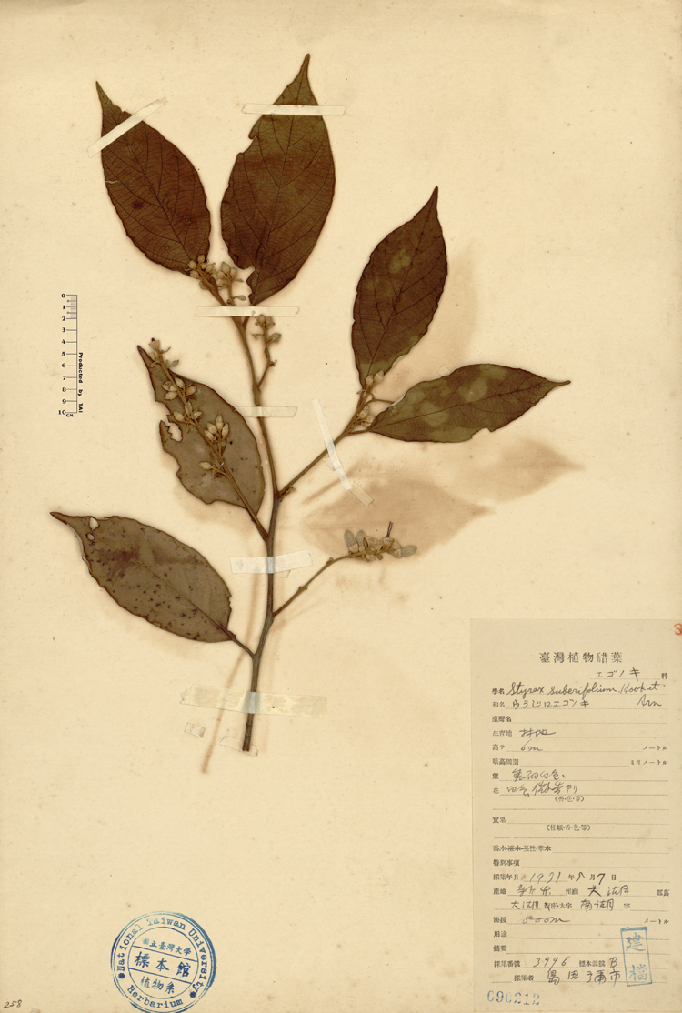 中文種名:紅皮學名:Styrax suberifolium Hook. & Arn.俗名:紅皮俗名（英文）:紅皮