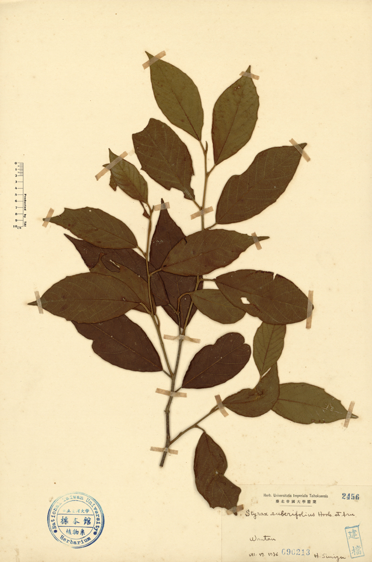 中文種名:紅皮學名:Styrax suberifolius Hook. & Arn.俗名:紅皮俗名（英文）:紅皮
