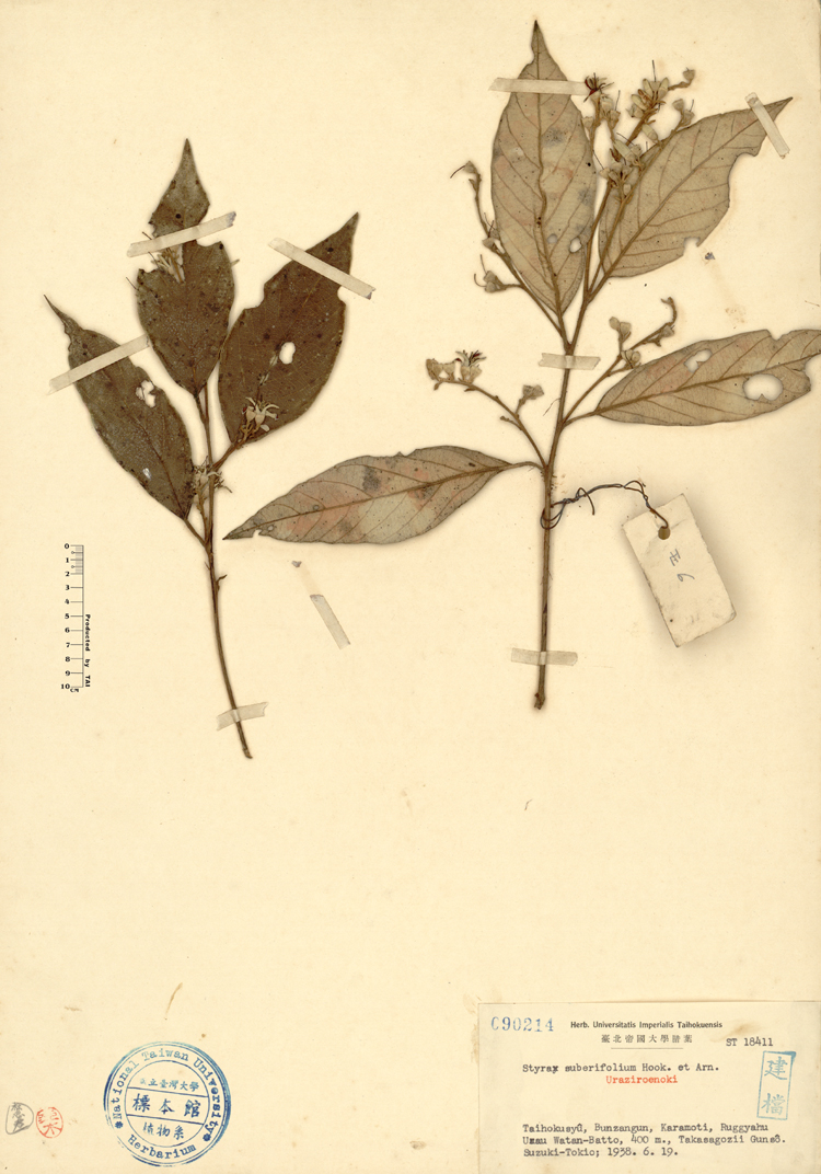 中文種名:紅皮學名:Styrax suberifolium Hook. & Arn.俗名:紅皮俗名（英文）:紅皮
